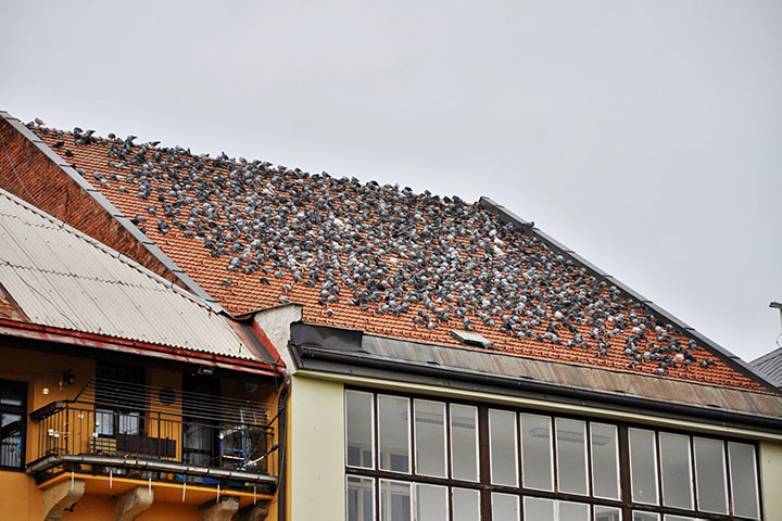 A2B Pest Control are able to install spikes to deter birds from roofs in North Walsham. 
