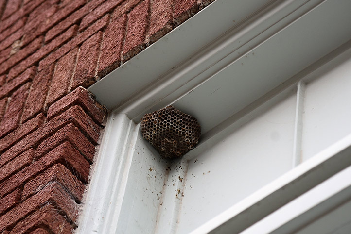 We provide a wasp nest removal service for domestic and commercial properties in North Walsham.